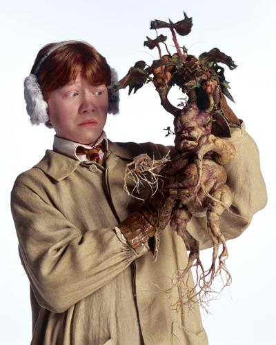 Grint, Rupert [Harry Potter] Photo