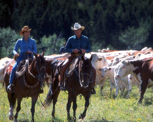 Horse Whisperer, The [Cast] Photo