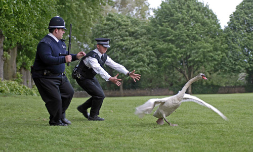 Hot Fuzz [Cast] Photo