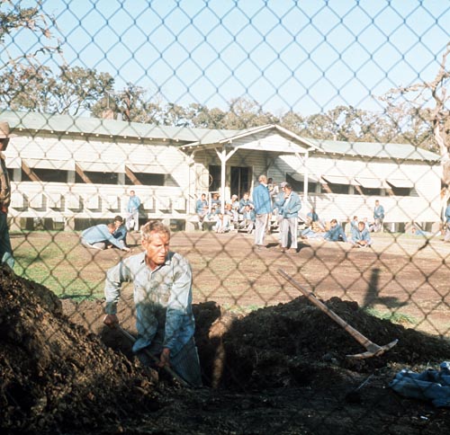 Newman, Paul [Cool Hand Luke] Photo