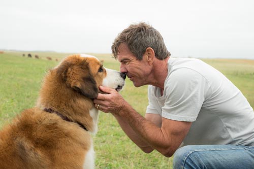 Quaid, Dennis [A Dog's Purpose] Photo